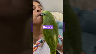 parrot amazonparrot funnyanimal raisona birds funnybird [upl. by Anel]