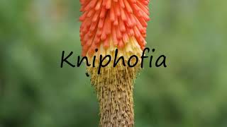 How to Pronounce Kniphofia [upl. by Lirbaj569]