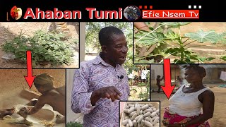 Use this leaf to stop bleeding  Ahaban Tumi with Dr Owusu [upl. by Jaylene]