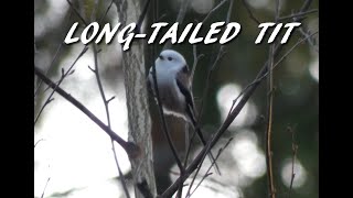 Long tailed tit [upl. by Euqinorev258]