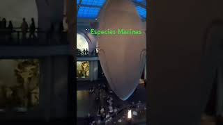 UNA Ballena En Museo De Historia Natural NY  Especies Marinas [upl. by Sahpec]