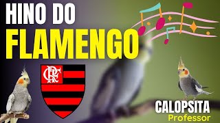 calopsita cantando o hino do flamengo  Assobio para ensinamento em 20 minutos [upl. by Nalad685]