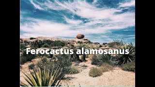 Ferocactus alamosanus shorts [upl. by Aridan]