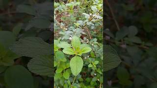 Melissa officinalis planta medicinal melissa youtubeshort viraliza shortsviral [upl. by Zwart]