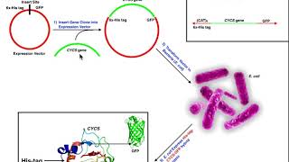 Biotechniques  Basics of Making HisTags amp Nickel Affinity Chromatography [upl. by Adnalu]