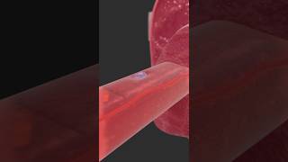 Muscle stem cells  Satellite cells heal muscle fibers [upl. by Faso]