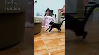 Funny cats 🐱 cat funnypetschannel funnyanimals funny funnypetslife funnycats cats pets [upl. by Anecusa]