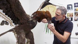 Making the Haast’s eagle Behind the scenes of Te Taiao  Nature [upl. by Ainig]