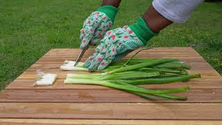 REGROW SCALLIONSGREEN ONIONS FROM KITCHEN SCRAPS scallions greenonion garden gardening grow [upl. by Cointon49]