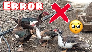 ❌️ FALLE en esto🚫  SECRETO revelado para CRECER rápido los POLLOS✅️ [upl. by Aziaf294]