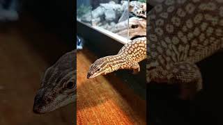 Ackie monitor Planking for food [upl. by Daniele993]