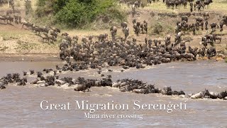 Spectacular crossing of the Mara river by a large herd of wildebeests [upl. by Yxor297]