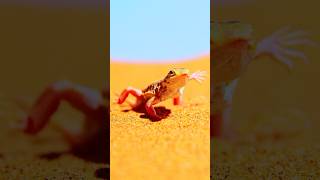 Dancing Lizard In The Desert shorts cuteanimals [upl. by Eilsel]