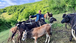 Sprinkling Salt On Cows The Traditional Way On A Gorgeous Spring Day [upl. by Eedia]