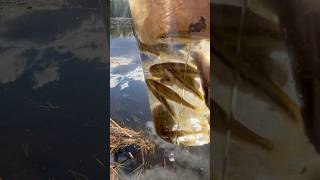 minnow trapping time fypage foryou huntingseason fishing minnows trapping outdoors fyp fy [upl. by Kanal382]