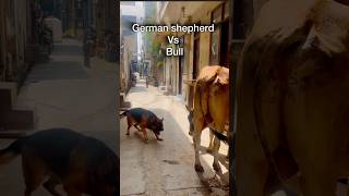 German shepherd attacks a bullMaxfamilyvlogs2024 [upl. by Clement]