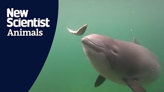 Watch a porpoise catch fish using echolocation [upl. by Olrac]