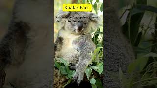 The Secret Life of Koalas Fascinating Facts Revealed truefactstoday shortsfeed zefrank [upl. by Adyahs]