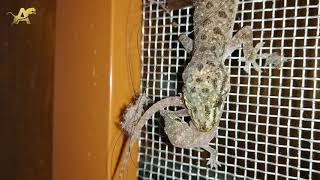 House Gecko eats Baby Lizard quotOnly for Strong heartsquot [upl. by Paderna]