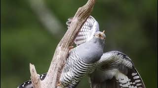 Colin the cuckoo [upl. by Iover690]