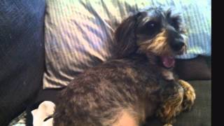 Ode to the Wire Haired Dachshund Louie [upl. by Torbert]