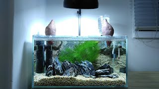 Ep1 Sweet Potato Betta Tank SETUP  No filter No CO2 NO ferts 45 Gallon Nano Aquarium [upl. by Yrellam476]