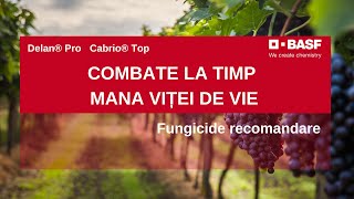 Mana Vitei de Vie Fungicide EFICIENTE pentru Combatere [upl. by Dambro]