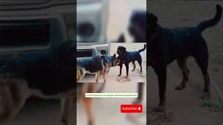 Berger Allemand Vs Rottweiler analyse comportementale 🐾🐶 [upl. by Lyrpa]