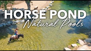 NATURAL POOLS For HORSES  No Chlorine  Aquascape SWIM POND Biological Filtration [upl. by Healion18]