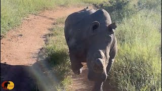 EPIC Rhino Charge Rhino Attacks Safari Vehicle [upl. by Irami]