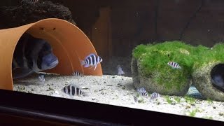 Frontosa Cichlids Eating Gulf Shrimp [upl. by Barbuto958]