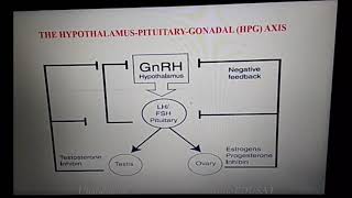 The Chemistry of Gonadotropins [upl. by Sessler252]