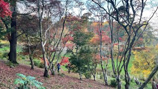 Winkworth Arboretum  National Trust  Autum Di UK [upl. by Wendin687]