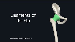 Hip Ligaments [upl. by Isaiah757]