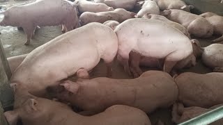 Video of pigs and daily laying [upl. by Lenox]