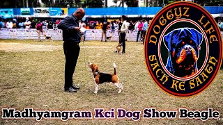 BEAGLE BOB MADHYAMGRAM DOG SHOW  KCI DOG SHOW INDIA [upl. by Nyliahs]