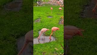 Flamingoes of Planckendael ZOO Please subscribe my channel to see more thanks😃 mechelen belgium [upl. by Ebner]