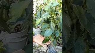 Poblano peppers in 2 gal containers shorts gardening viralvideo home food fruit [upl. by Ylle]