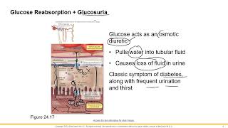 Nephron Physiology 2 [upl. by Starinsky]