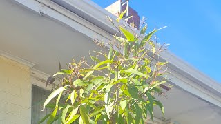 Corymbia citriodora aka Lemonscented eucalyptus Lemonscented gum [upl. by Snave]