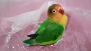 Brazilian parrot female talking [upl. by Ednihek]