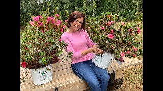 Not your Grandmamas Azaleas  Meet ReBlooming Azaleas [upl. by Ohcamac790]