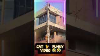 cat funny videos shorts funny cat [upl. by Meluhs]