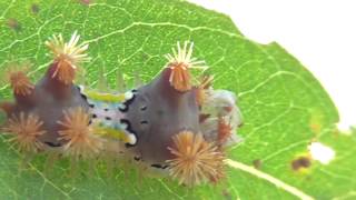 Cup Moth Caterpillar Doratifera vulnerans [upl. by Ahsercul116]