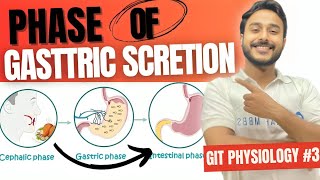 gastric secretion phase physiology  phase of gastric secretion regulation physiology Johari MBBS [upl. by Tippets]