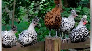 Chicken Breed Profile  Appenzeller Spitzhauben [upl. by Aenej]