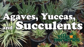 Agaves Yuccas and Succulents  Village Nurseries [upl. by Siuluj10]