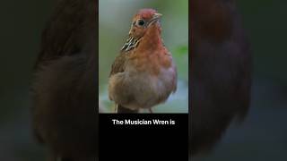 Sound of Musician Wren Singing Inside the Amazon Forest Musician Wren Sound Uirapuru Verdadeiro [upl. by Medlin]