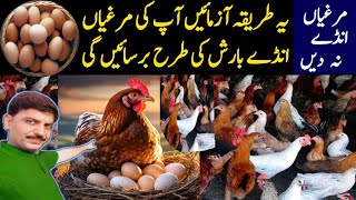 murgiyan Ande Na De To ye Jadu formula istemal Karen  How to Enhance Hens Eggs Start a poultry [upl. by Nitsug666]