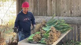 Part 3 Trimming amp Stapling  MidAmerica Garden  From Our Field To Your Garden [upl. by Yeclehc]